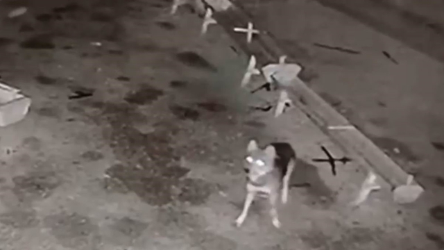 Ağıla giren kurt, 2 koyunu telef etti