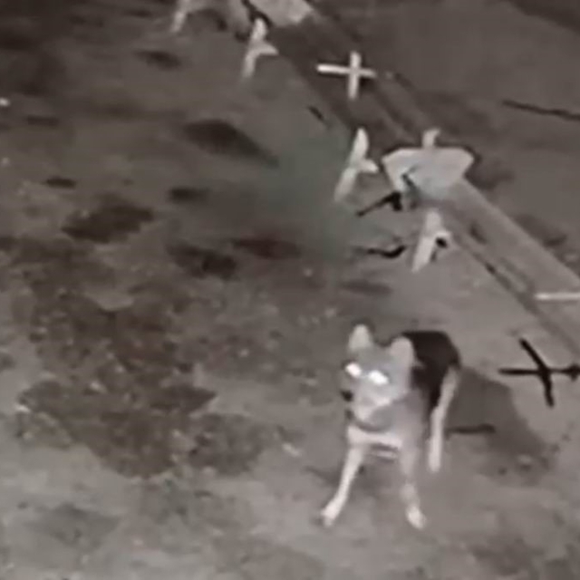 Ağıla giren kurt, 2 koyunu telef etti