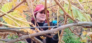 Budama maliyeti üreticiyi ailece bağa indirdi