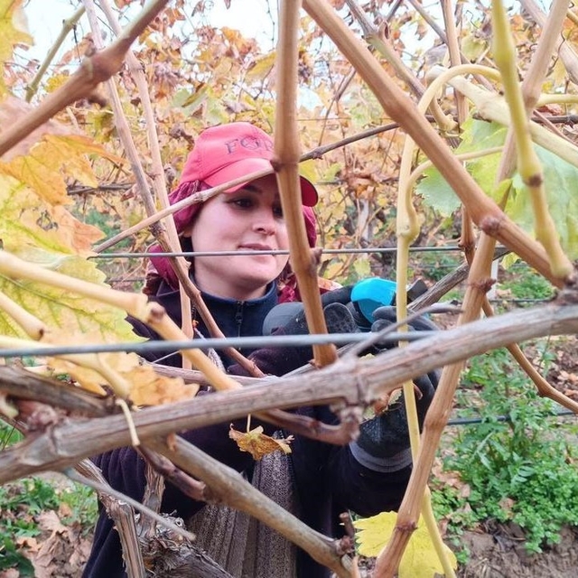 Budama maliyeti üreticiyi ailece bağa indirdi