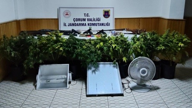 Köy evinde çadır kurup skunk yetiştiren şahsa operasyon