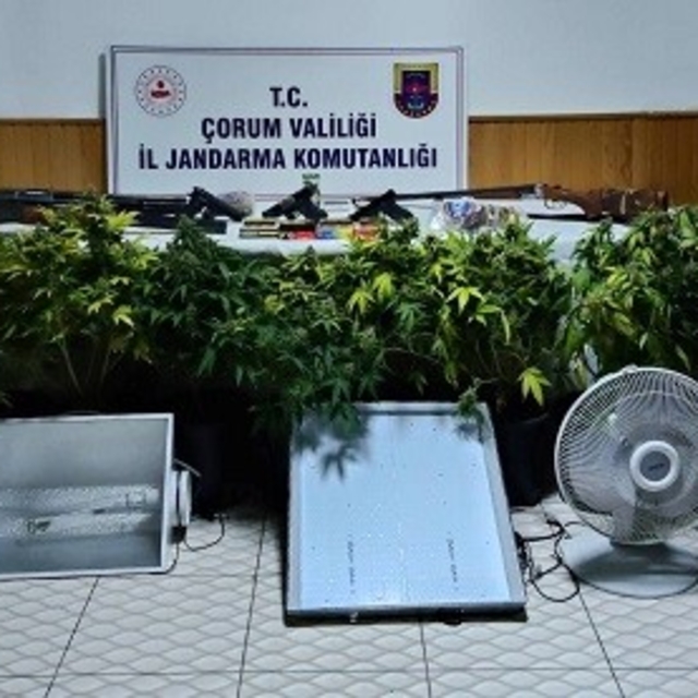 Köy evinde çadır kurup skunk yetiştiren şahsa operasyon