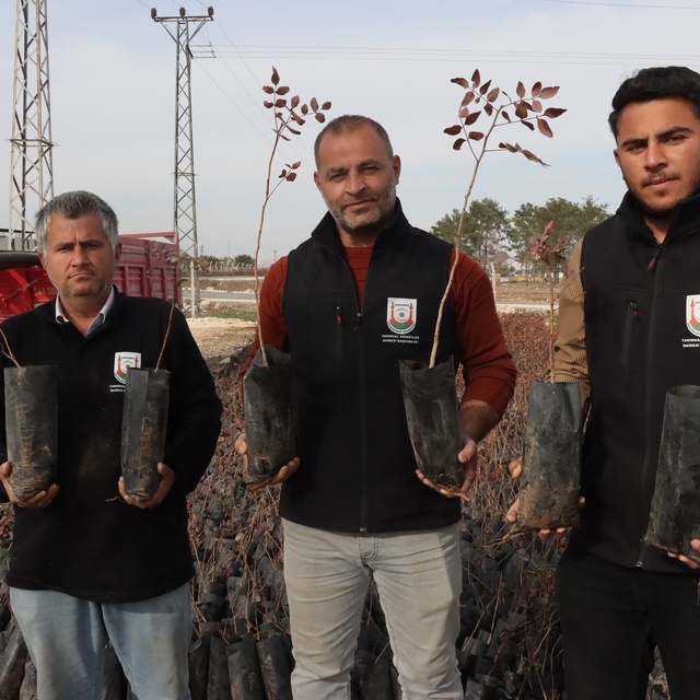 Büyükşehir'den çiftçilere 35 bin fıstık fidanı desteği