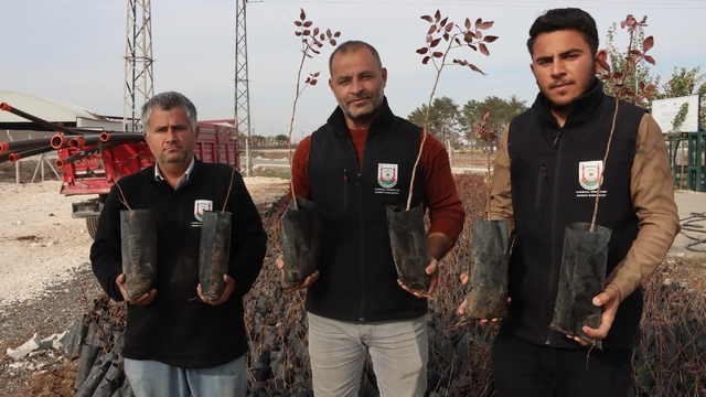Büyükşehir'den çiftçilere 35 bin fıstık fidanı desteği