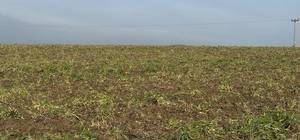 Tekirdağ'da tarımsal üretimde ekin kamburu böceği uyarısı