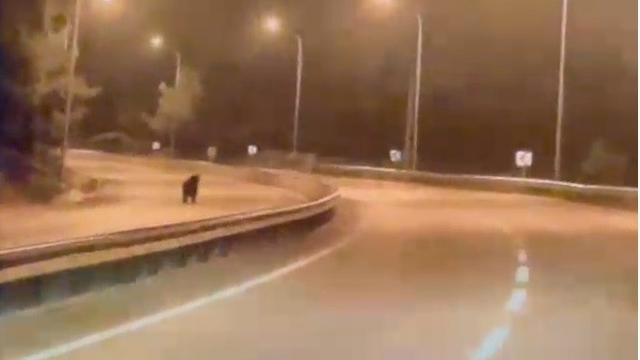 Bilecik'te ayı ana yola indi