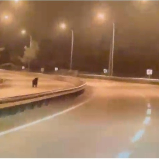 Bilecik'te ayı ana yola indi