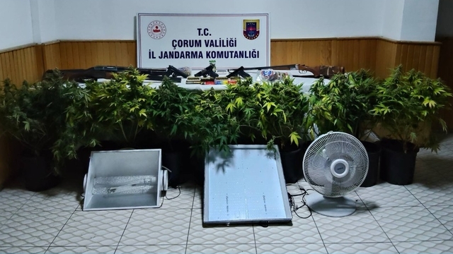 Çorum'da uyuşturucu bitki yetiştiren 4 kişi yakalandı