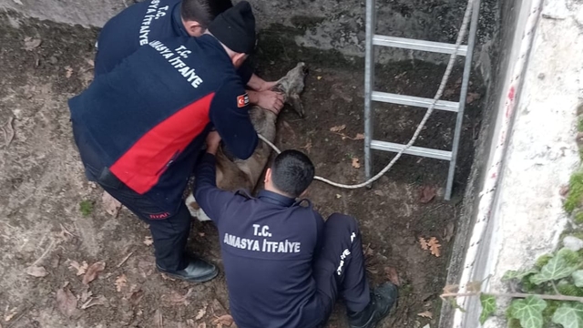 Boş sulama havuzuna düşen yavru karacayı itfaiye kurtardı
