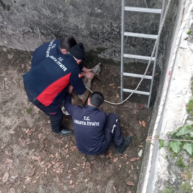 Boş sulama havuzuna düşen yavru karacayı itfaiye kurtardı