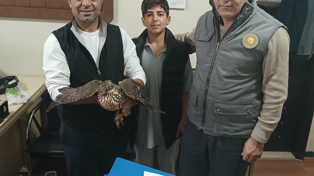 Yaralı şahin tedavi altına alındı