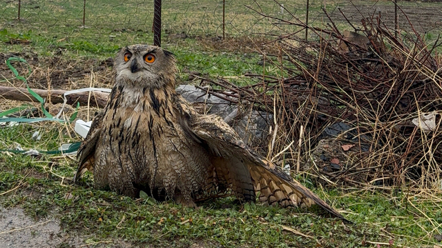 Şırnak'ta bulunan yaralı baykuş tedavi altına alındı