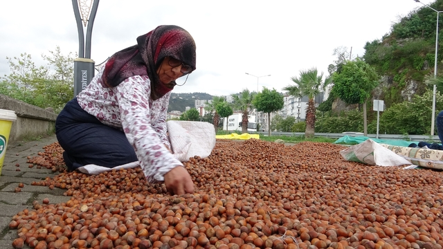 Giresun'da fındık fiyatı 250 TL'ye geriledi, üretici umudunu yeni yıla bıraktı