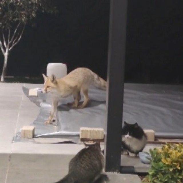 Erzincan'da kedilerin mamasına göz diken tilki kedinin saldırısına uğradı