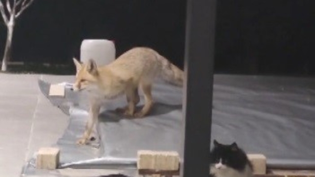 Erzincan'da kedilerin mamasına göz diken tilki kedinin saldırısına uğradı