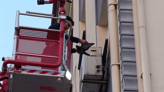 İskenderun'da klima motoruna dolaşan kuş kurtarıldı