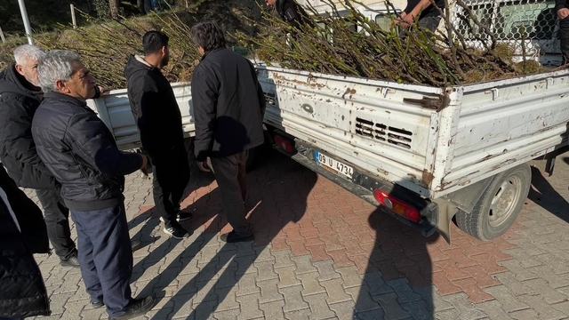 Köşk'te üreticiye tüplü incir fidanı desteği