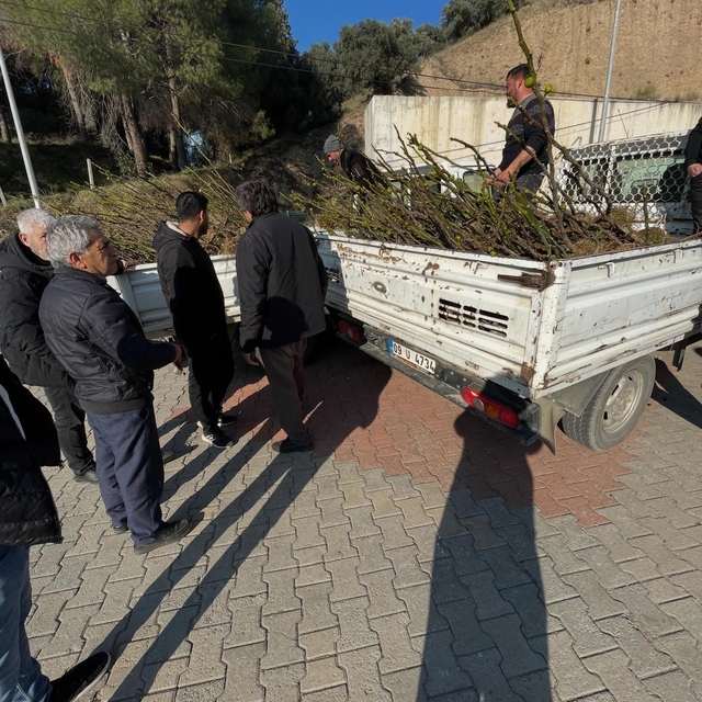 Köşk'te üreticiye tüplü incir fidanı desteği