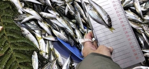 Küçük boy balık satışı yapan iş yerine ceza