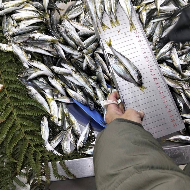 Küçük boy balık satışı yapan iş yerine ceza