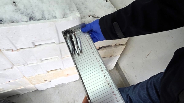 Kırklareli'nde su ürünleri denetimi