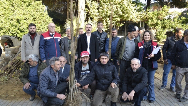 Sultanhisar'da üreticiye kestane ve incir fidesi dağıtıldı