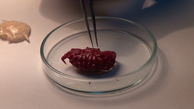 Türkiye kıyılarında ilk kez Hint-Pasifik kökenli 'Liomera rugipes' adlı yengeç görüldü