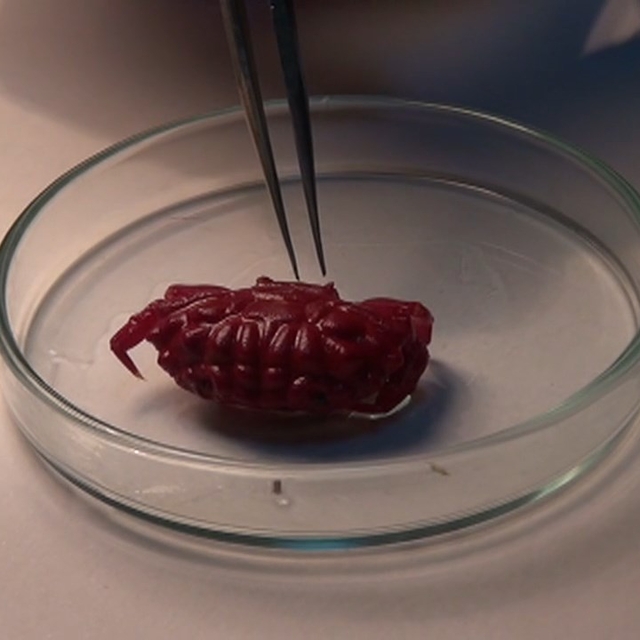 Türkiye kıyılarında ilk kez Hint-Pasifik kökenli 'Liomera rugipes' adlı yen...