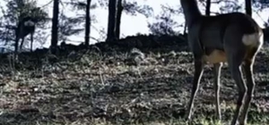 Tekirdağ'da tek boynuzlu karaca görüldü
Bu durumun genetik bir farklılıktan...