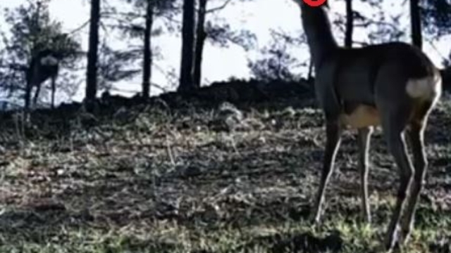 Tekirdağ'da tek boynuzlu karaca görüldü
Bu durumun genetik bir farklılıktan ya da doğuştan gelen gelişimsel bir anomaliden kaynaklandığı belirtiliyor