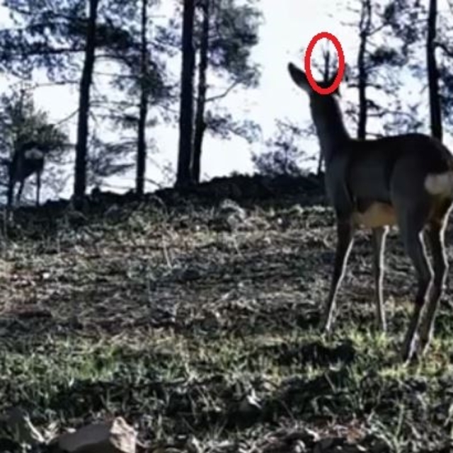 Tekirdağ'da tek boynuzlu karaca görüldü
Bu durumun genetik bir farklılıktan...