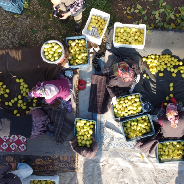 Tarım-ÜFE yıllık yüzde 31,45 arttı, aylık yüzde 1,56 azaldı