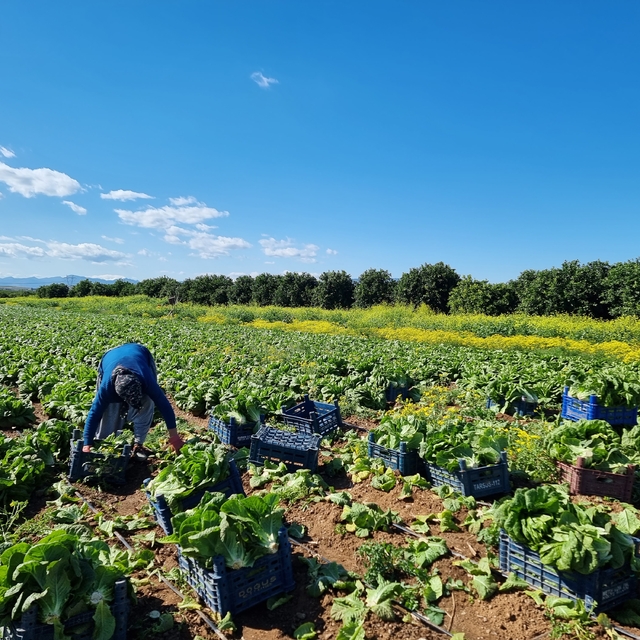 Tarım üretici fiyatlarında aylık düşüş, yıllık yükseliş