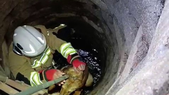 Kuyuya düşen köpeği itfaiye kurtardı