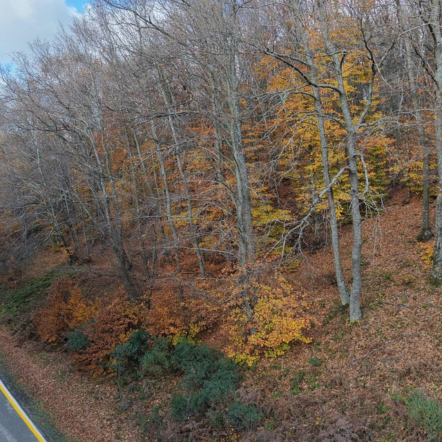 Dumanlı Dağı'nda sonbahardan kalma renk cümbüşü
