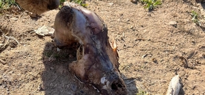 Hayvan sevgisini istismar etti, köpekler açıktan birbirini yedi
Sokak hayvanlarını için kurulan sözde barınak için yüklü miktarda bağış toplandığı iddia edildi