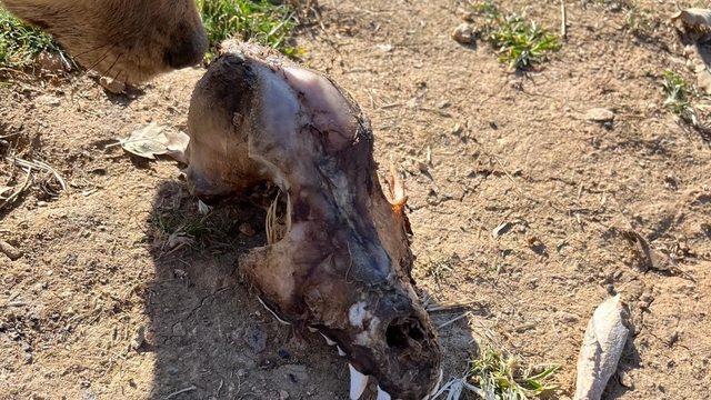 Hayvan sevgisini istismar etti, köpekler açıktan birbirini yedi
Sokak hayvanlarını için kurulan sözde barınak için yüklü miktarda bağış toplandığı iddia edildi