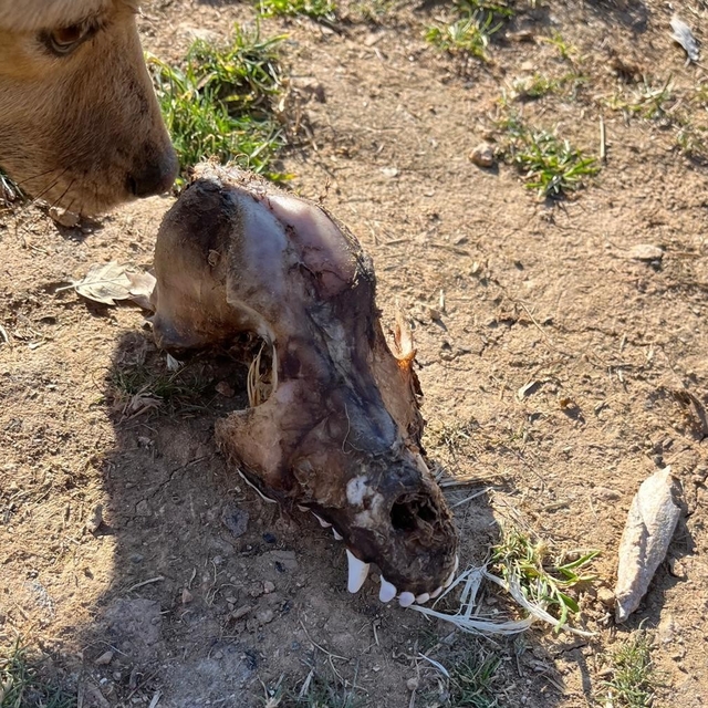 Hayvan sevgisini istismar etti, köpekler açıktan birbirini yedi
Sokak hayva...