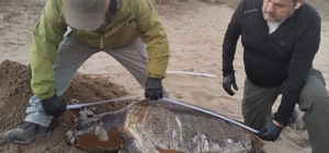 Kuşadası’nda son bir haftada 3 deniz kaplumbağası ölü bulundu