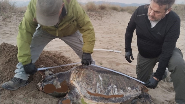 Kuşadası'nda son bir haftada 3 deniz kaplumbağası ölü bulundu