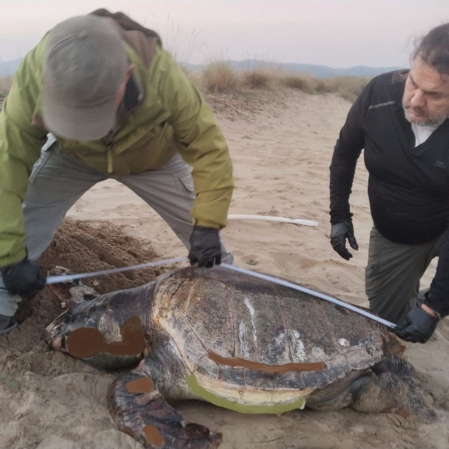 Kuşadası'nda son bir haftada 3 deniz kaplumbağası ölü bulundu