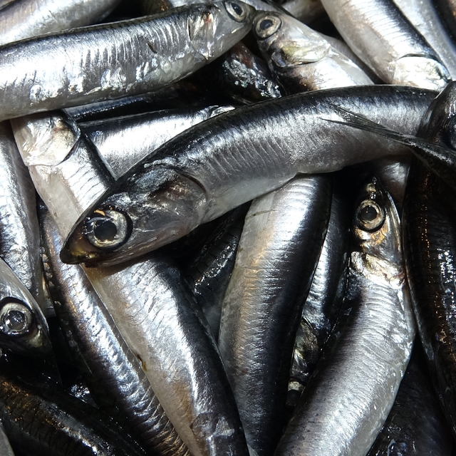 Karadeniz'de hamsi bolluğu sürüyor, mezgit ise birkaç gündür görünmüyor