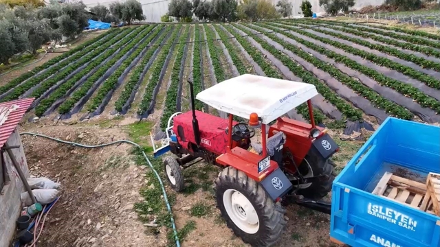 Mersin'de çilekte kış hasadı: Bahçede kilogramı 130 TL