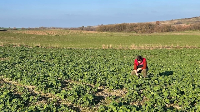 Kırklareli'nde kanola gelişimi inceleniyor