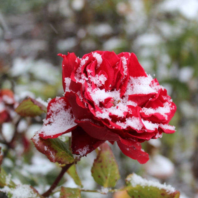 Yozgat'ta çiçekler kar altında kaldı