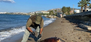 Kuşadası'nda 1 haftada 3 deniz kaplumbağası ölü bulundu