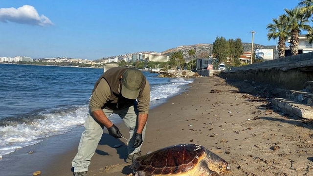 Kuşadası'nda 1 haftada 3 deniz kaplumbağası ölü bulundu