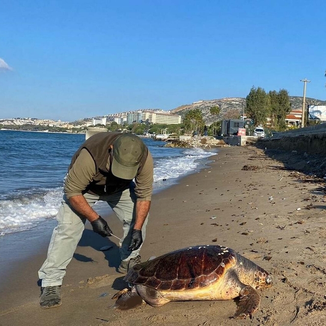 Kuşadası'nda 1 haftada 3 deniz kaplumbağası ölü bulundu