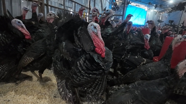 Doğal ortamda beslenen Eflani ve Kandıra hindileri yılbaşı için satışa hazır