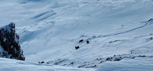 Çatak'ta dağ keçileri görüntülendi